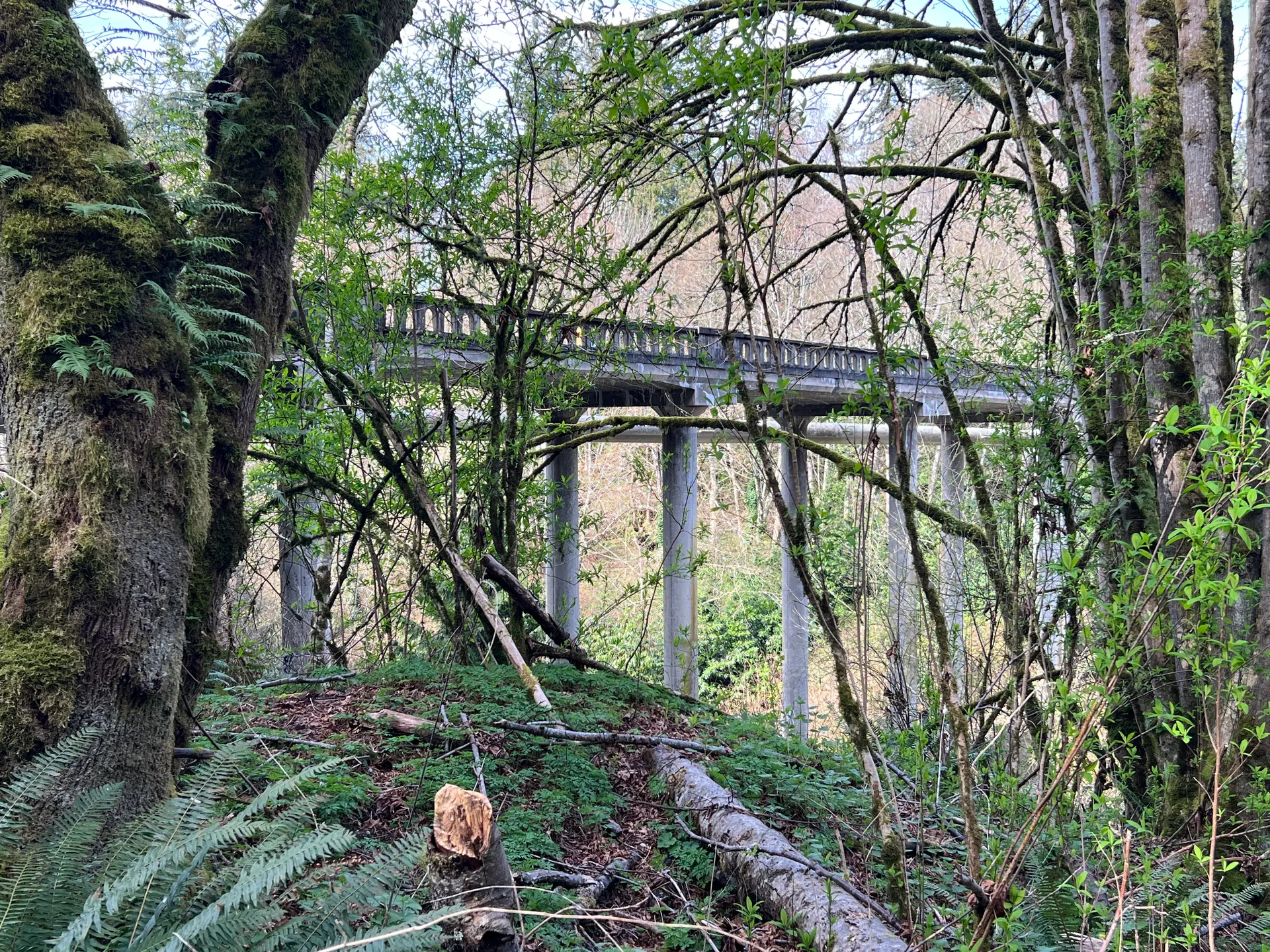 Brown Owl Bridge through the trees in Woodway, Washington.