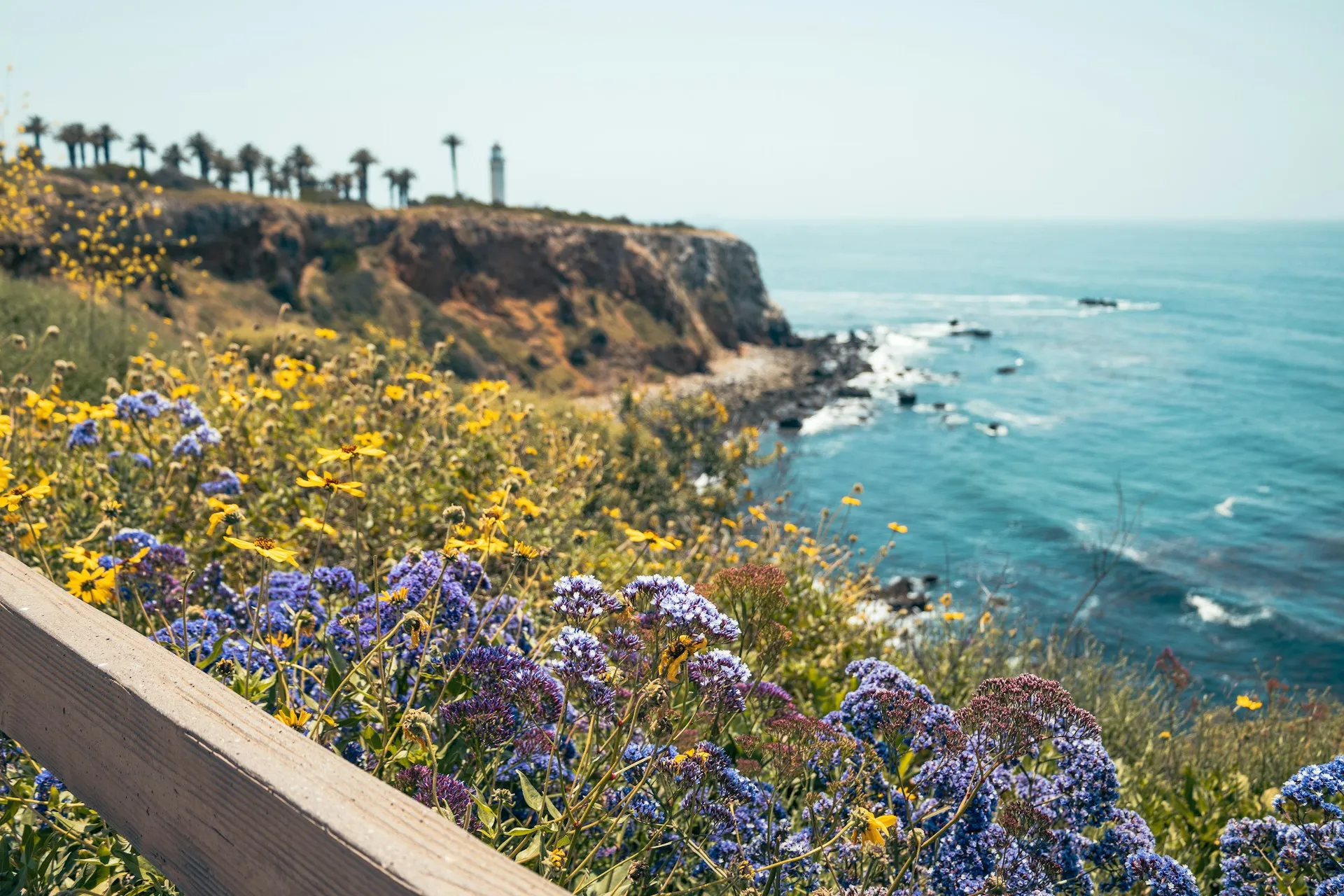 Rancho Palos Verdes, CA — Coastal cliffs and wildflowers at Rancho Palos Verdes, California.
