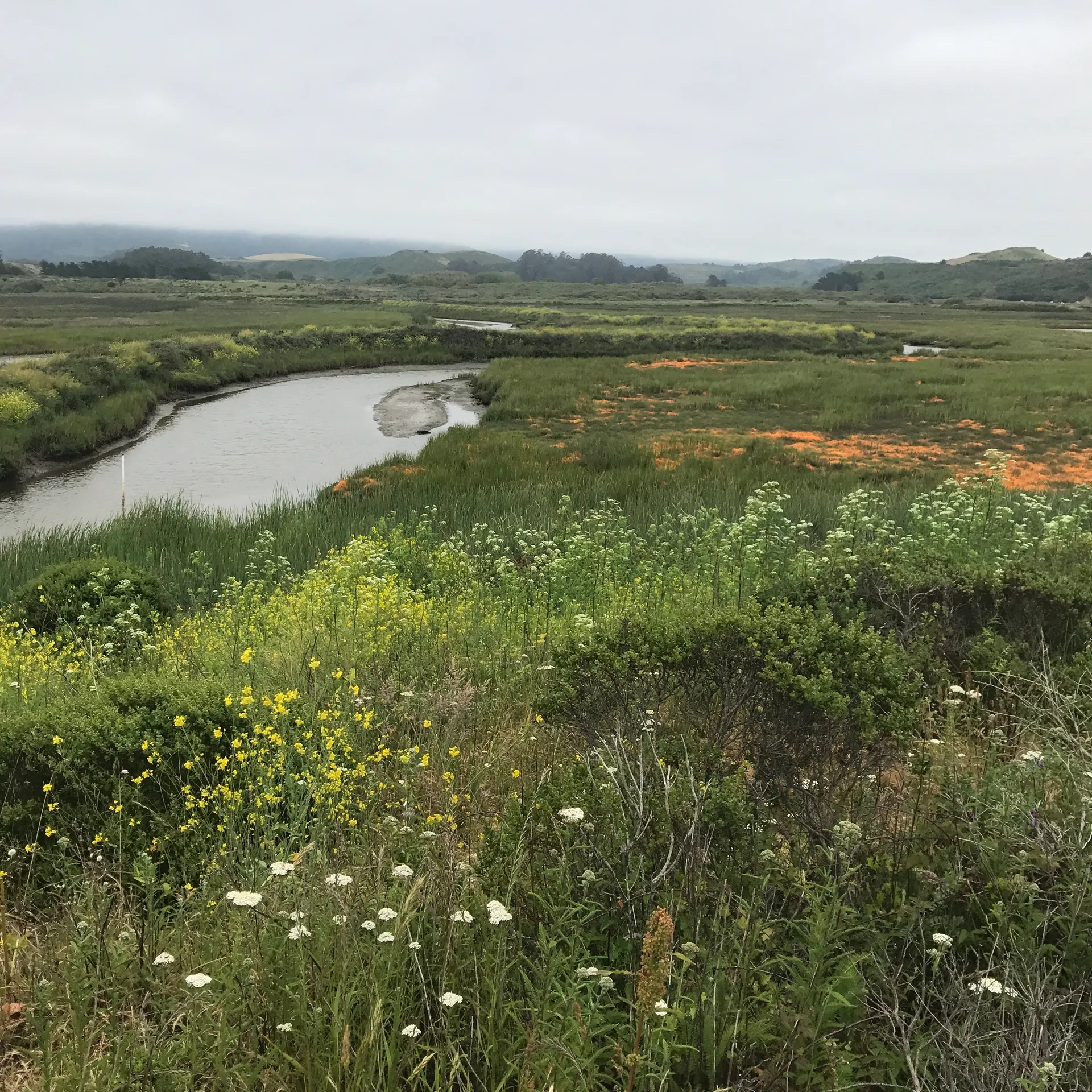 Pescadero Marsh in Pescadero, California, in spring 2017.