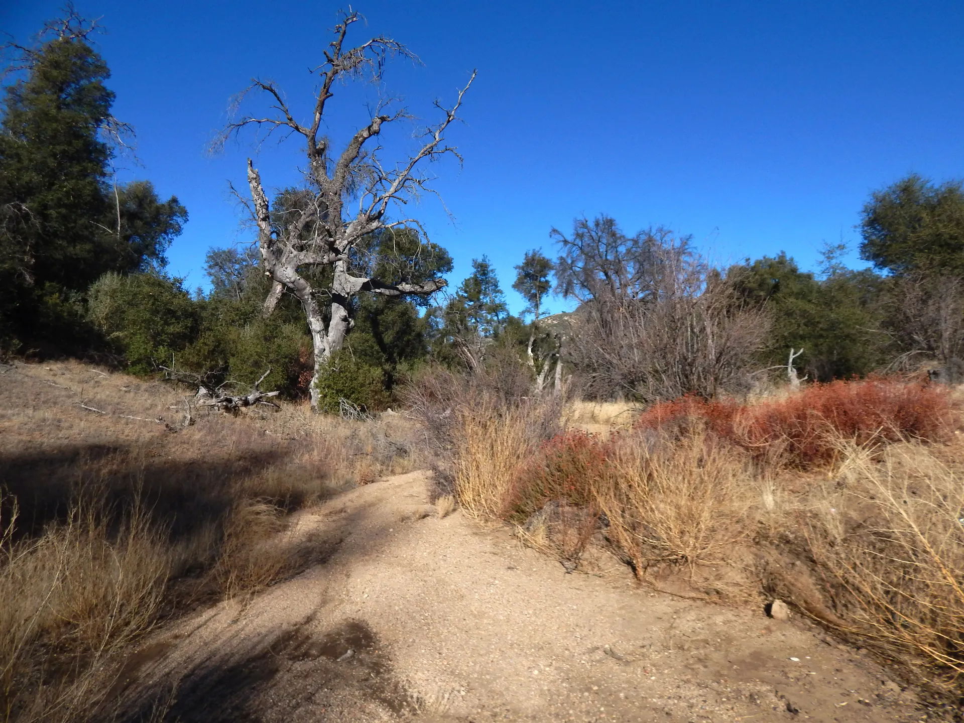 Oak woodland and dry grass along State Route 79 near Descanso, California.