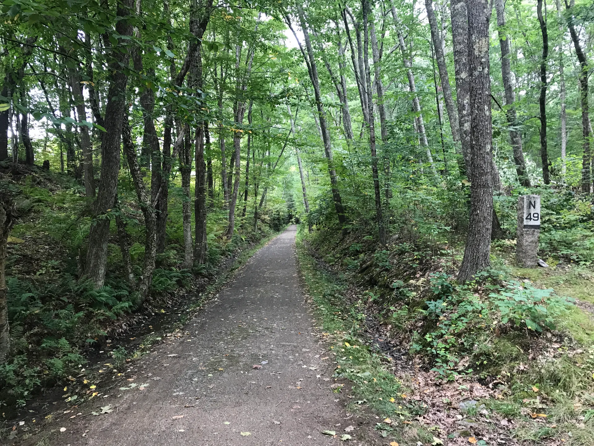 Mass Central Rail Trail through green woods in Rutland, Massachusetts.