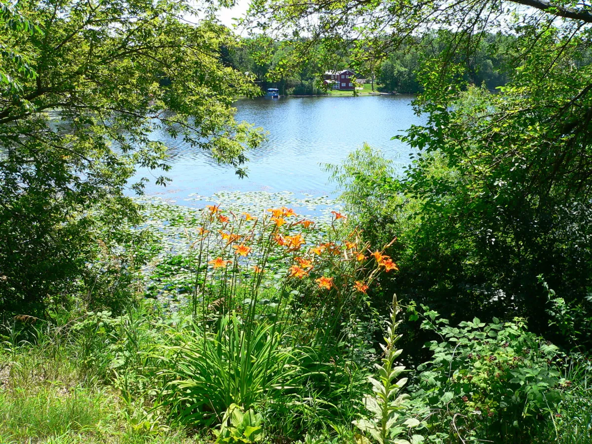 Wooded shoreline at Lake Lorraine, Wisconsin.