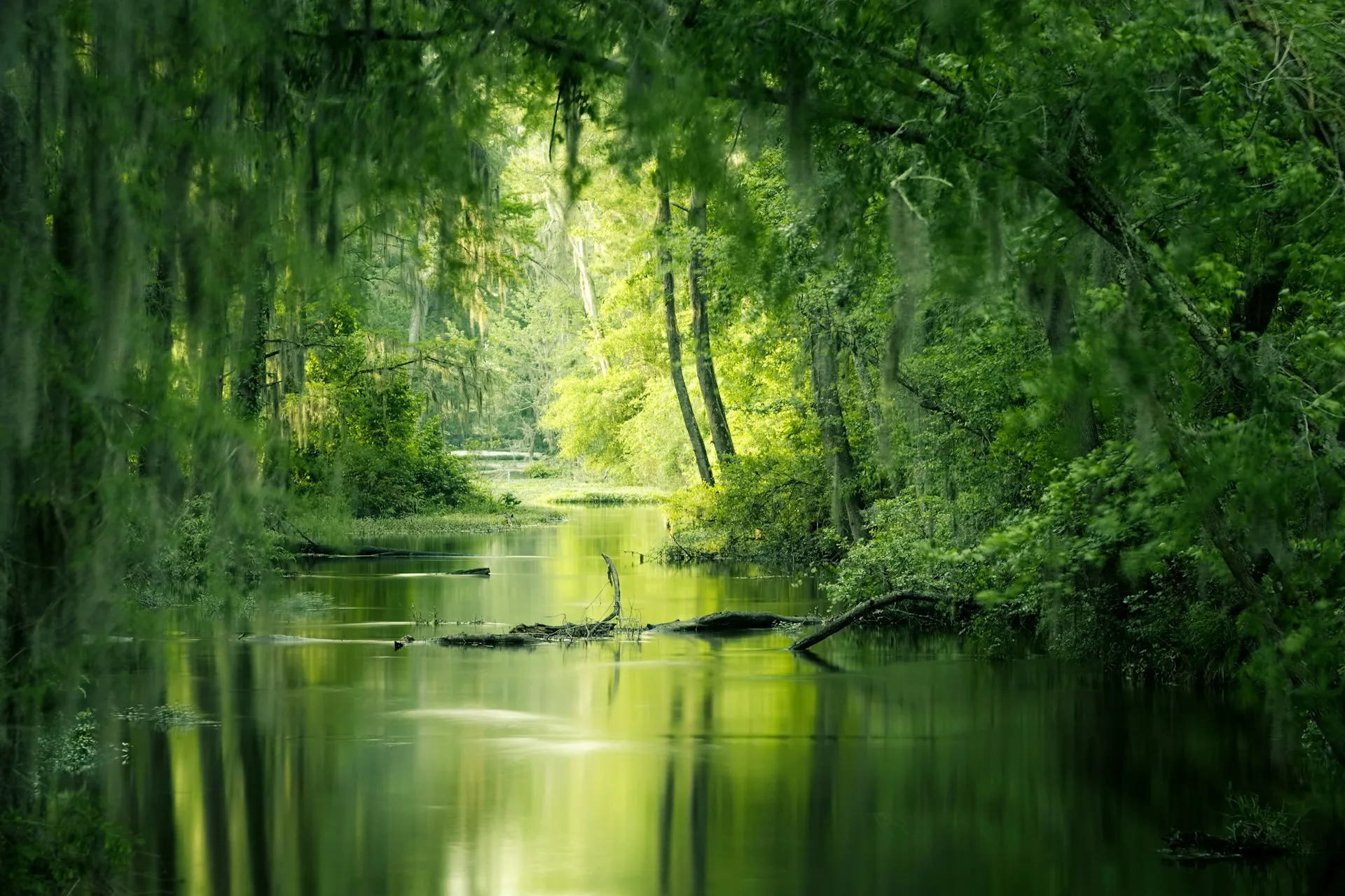 Augusta, GA — green trees beside river during daytime