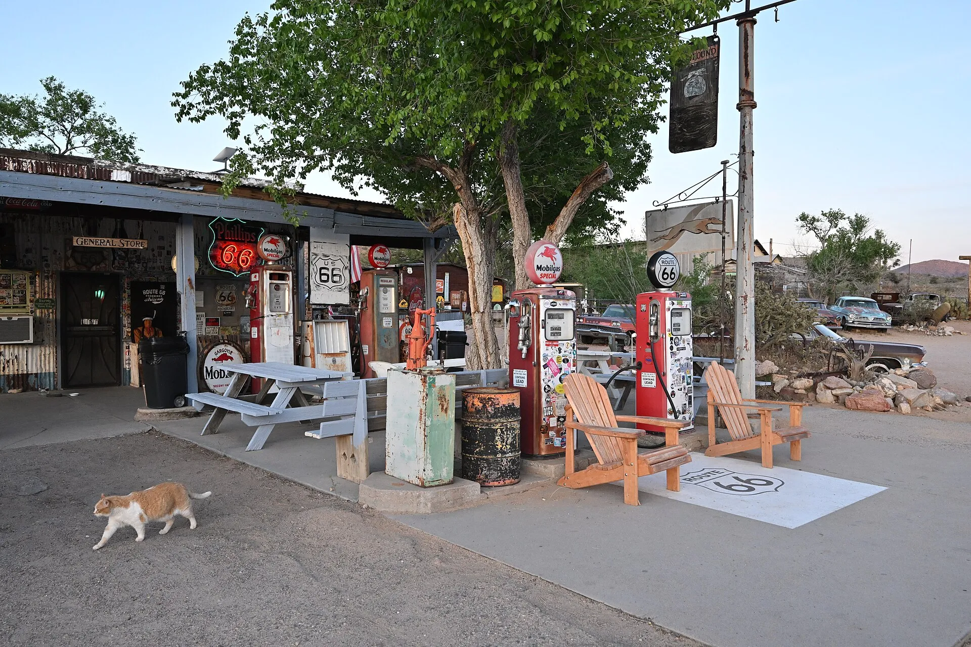 A cat walks in front of the Hackberry General Store. are picnic tables, chairs, a tree, and multiple vintage gas pumps in front. 11255 East Highway 66, Hackberry, Arizona 86411.