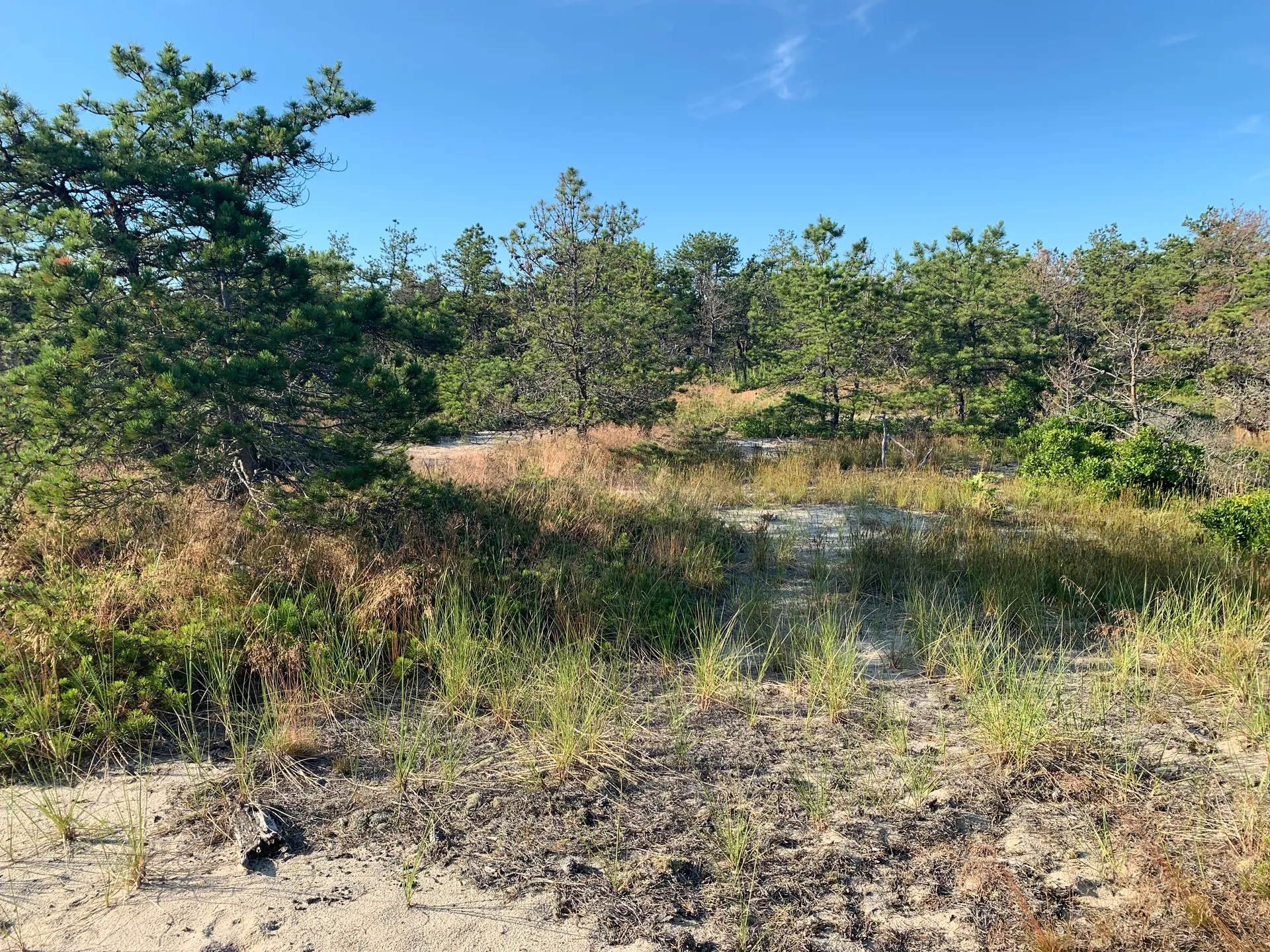 Coastal pine barrens and dunes in Provincetown, Massachusetts.