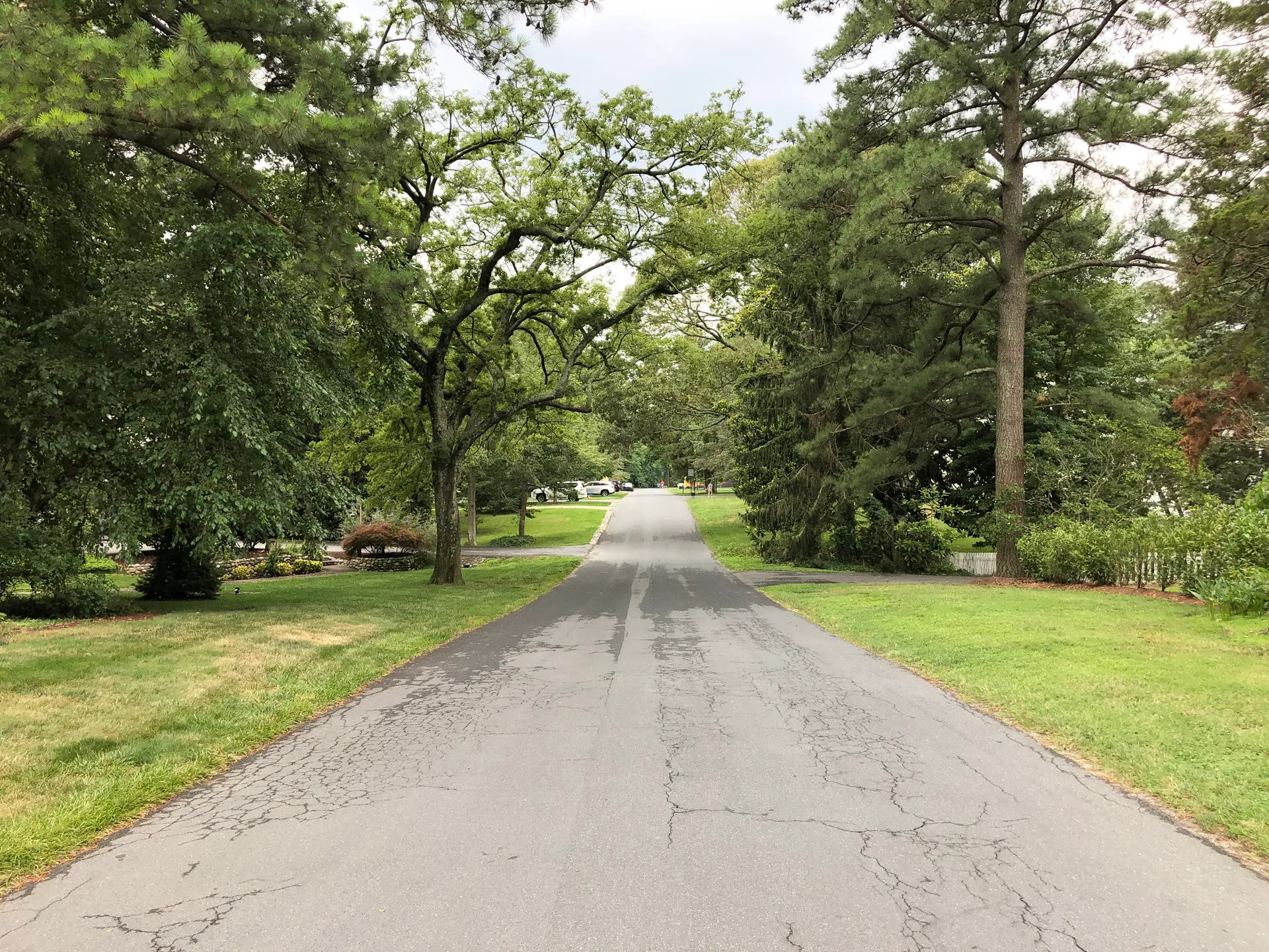 Shaded Pine Reach road in Henlopen Acres, Delaware.