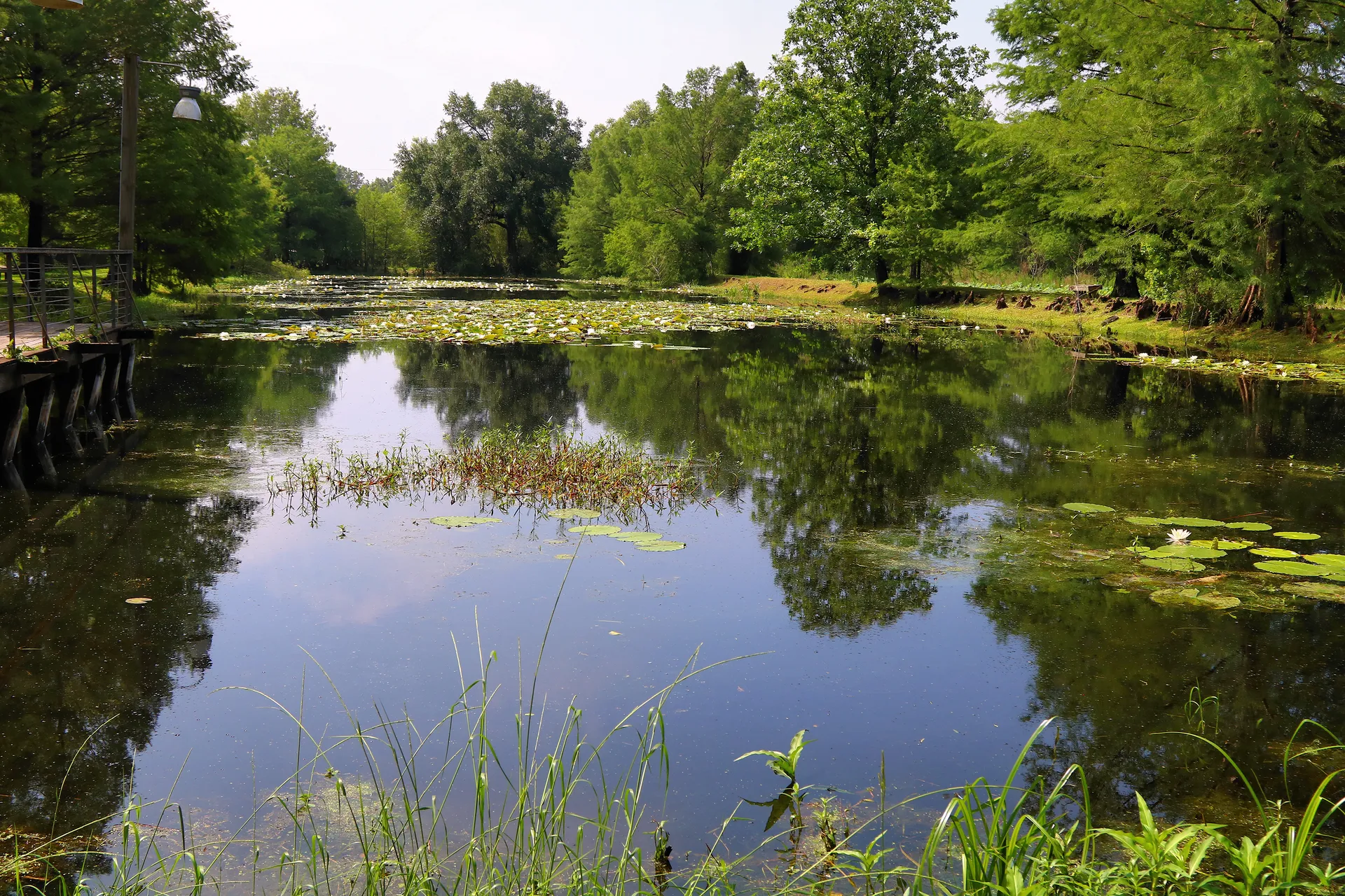 Calm pond reflecting trees at Sheldon Lake State Park in Houston, Texas.
