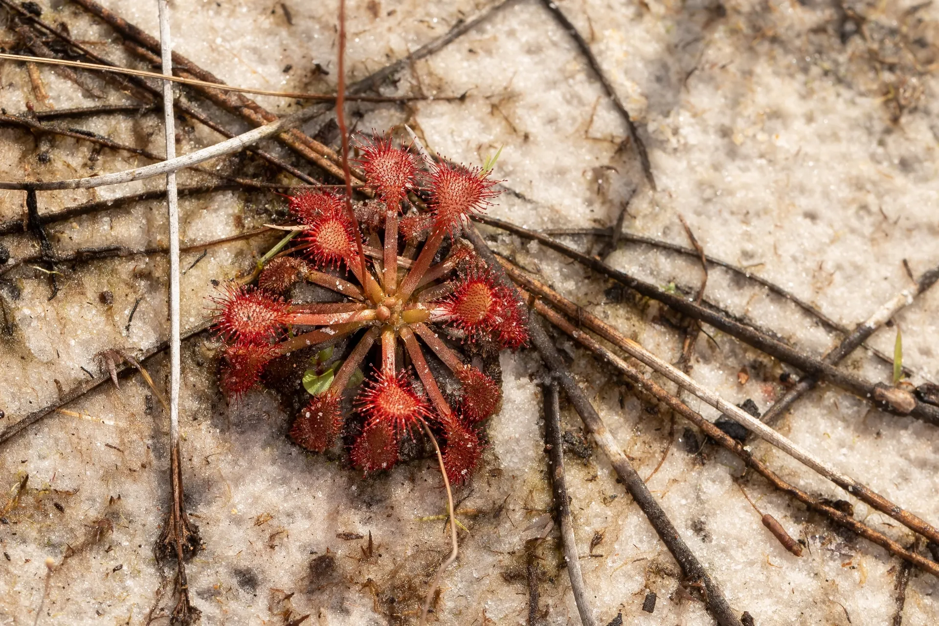 Drosera capillaris in Wedgefield, FL 32833, USA