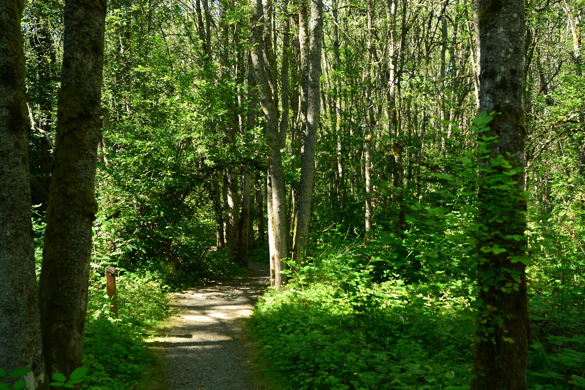 Forest trail at Wetherill Nature Preserve in Hunts Point, Washington.