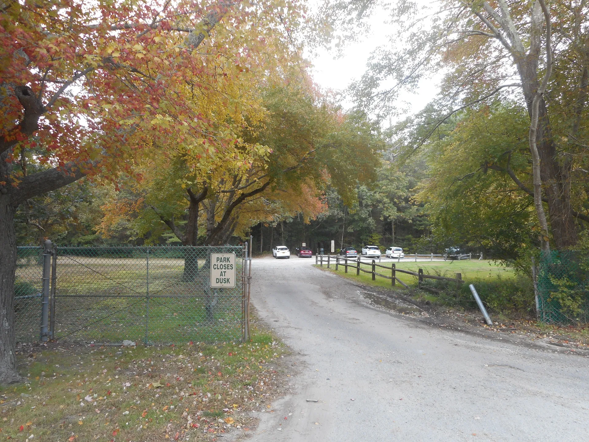 Autumn trees along a park road at Prosser Pines County Park in Middle Island, New York.