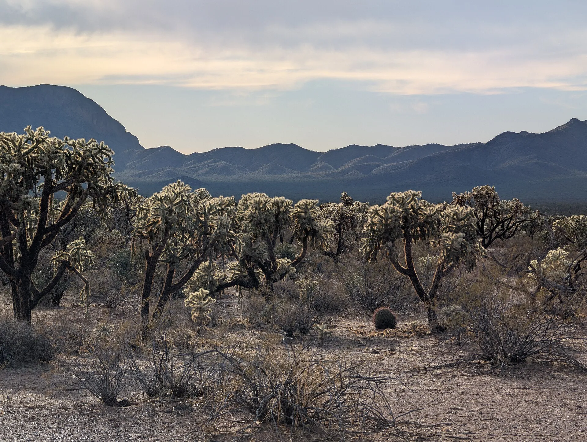 Cylindropuntia fulgida near Maish Vaya, Arizona
