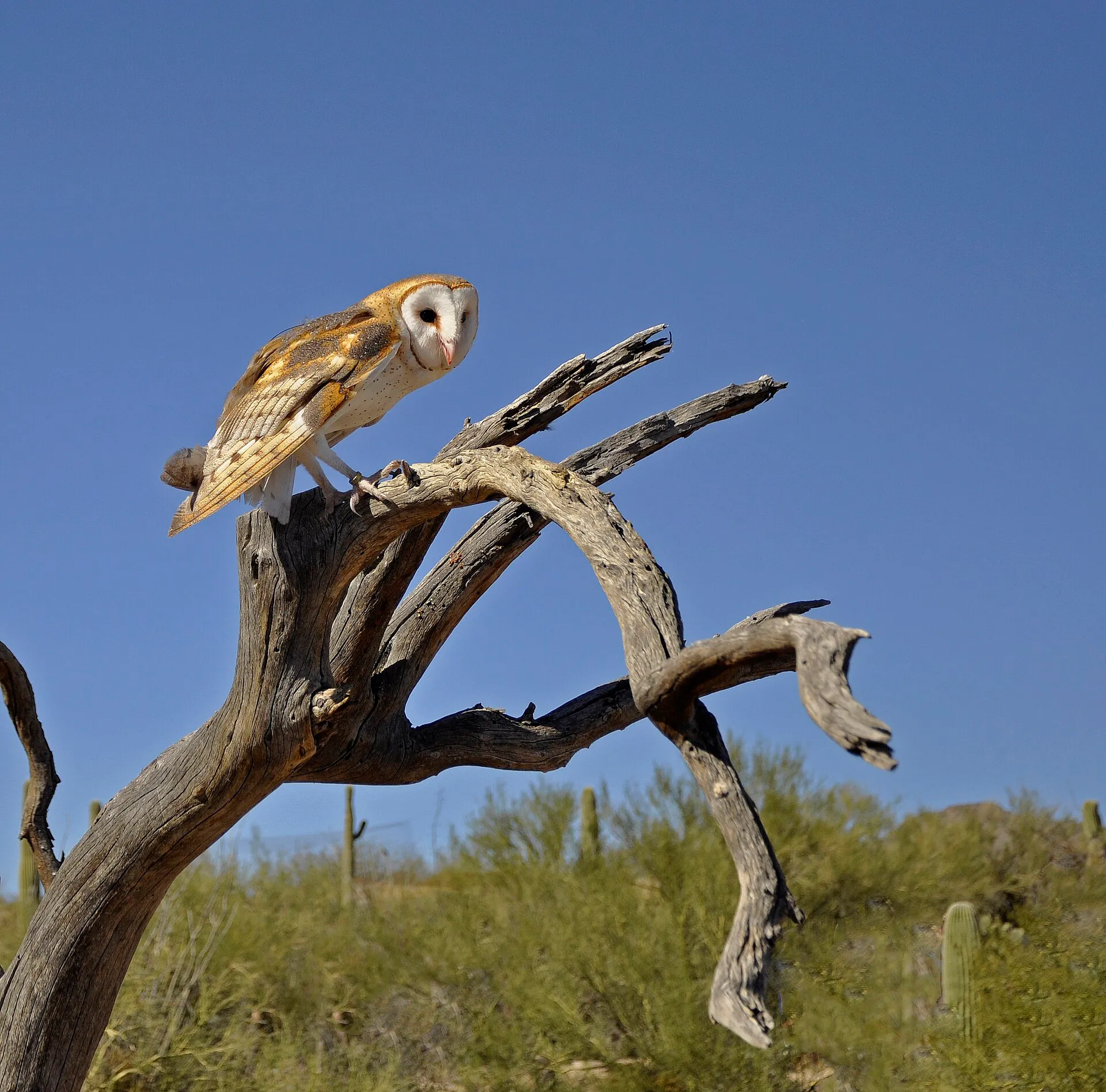 Arizona-Sonora Desert Museum
