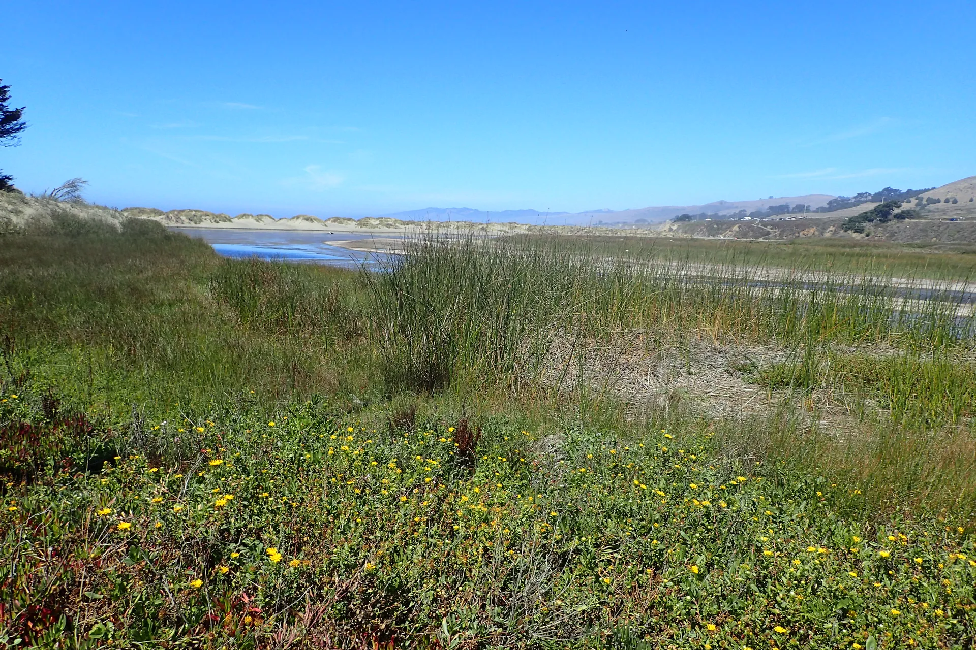 Salmon Creek Lagoon and coastal wildflowers in Salmon Creek, California.