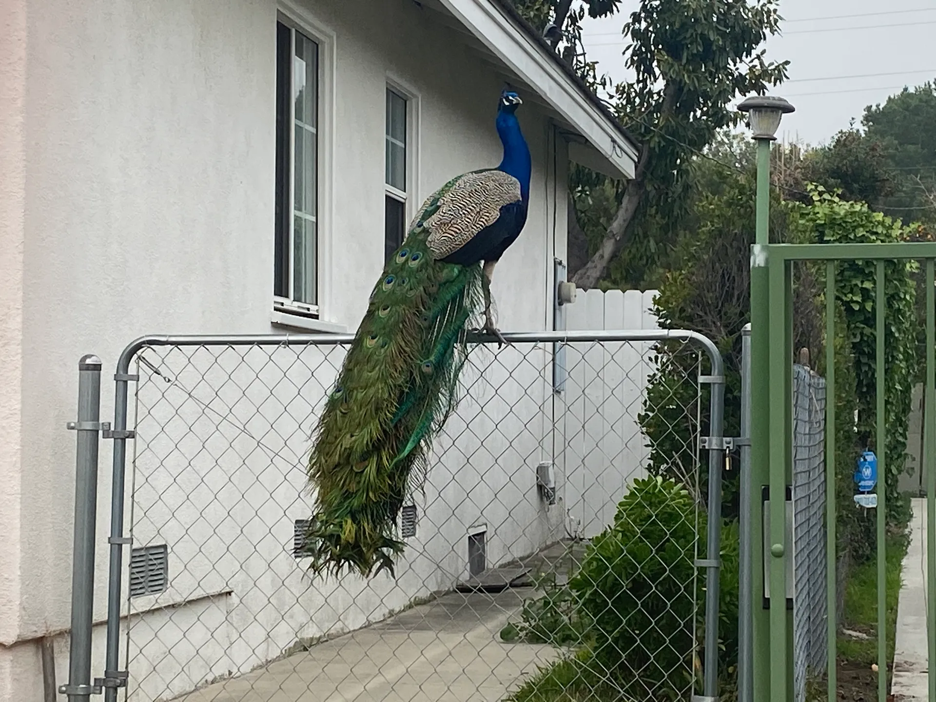 A peacock perched on a fence in Arcadia, California.