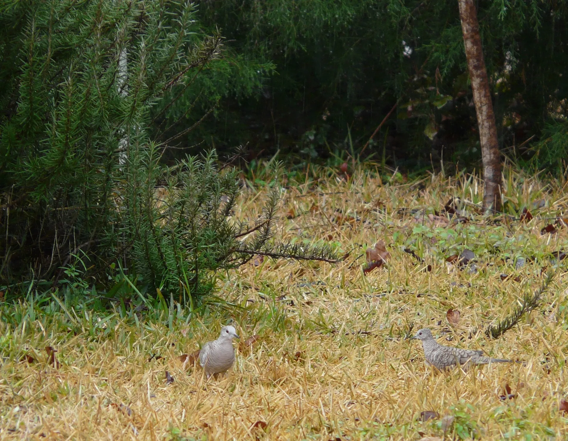 Inca doves (Columbina inca) , a rarity from out west in Ashford, Alabama .