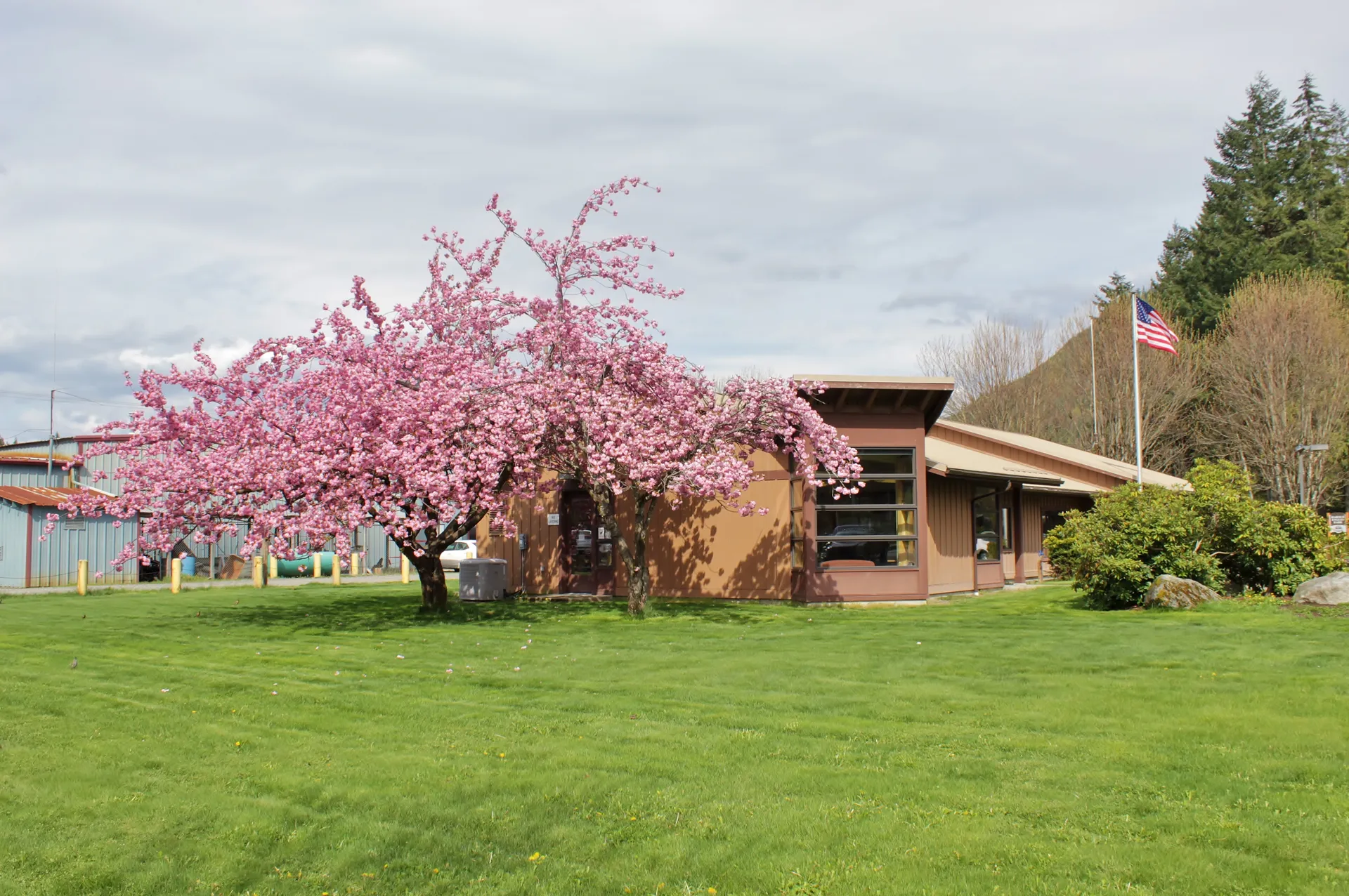 Library and Town Hall with a blossoming tree in Darrington, Washington.