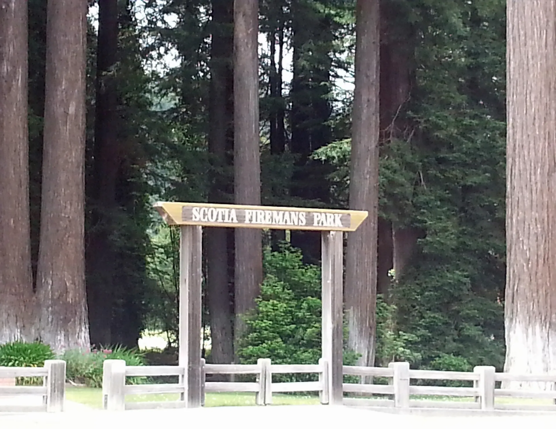 Entry gate among tall trees at Fireman’s Park in Scotia, California.