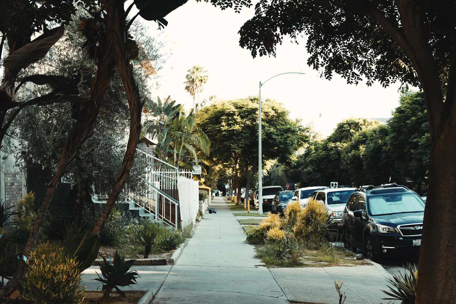 Tree-lined residential street in Koreatown, Los Angeles.