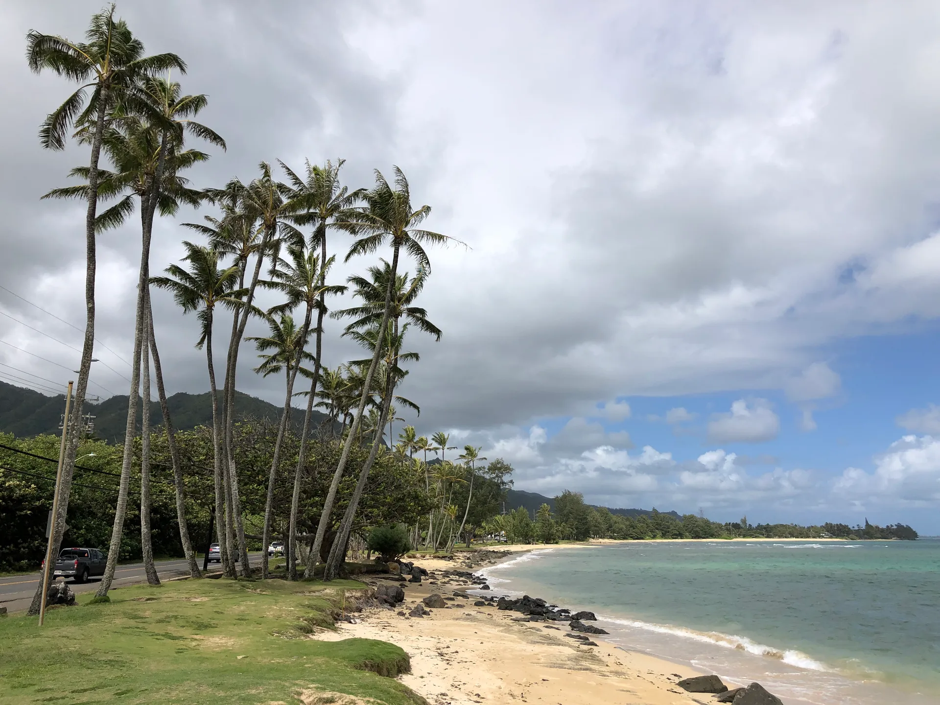 Palm trees along the black sand beach at Punaluu on the Big Island, Hawaii.