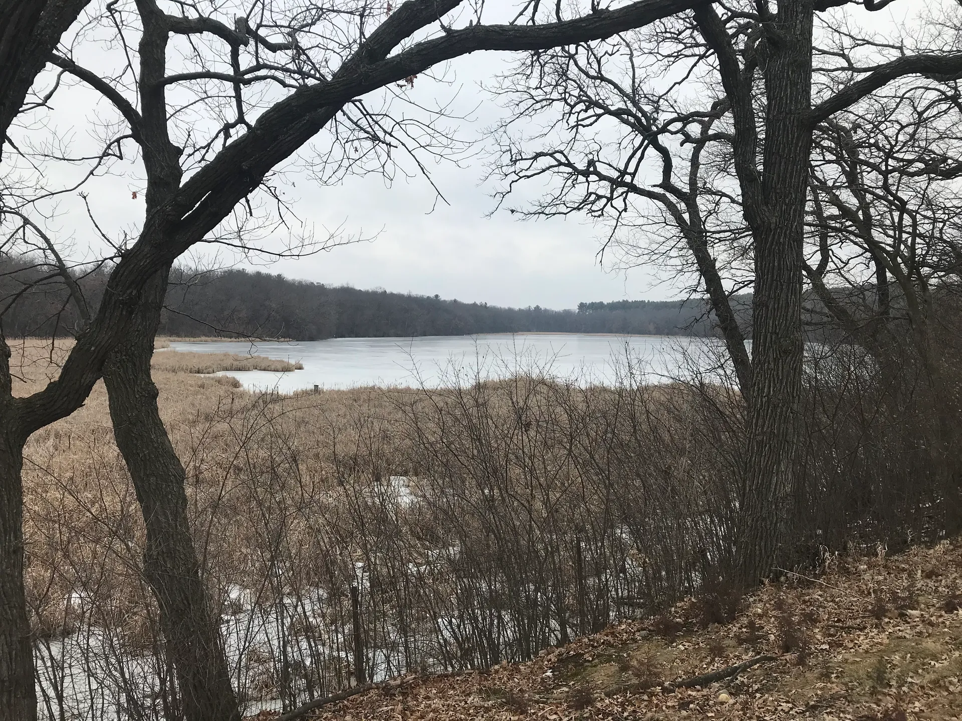 Forest lake framed by bare trees in Nashotah, Wisconsin.
