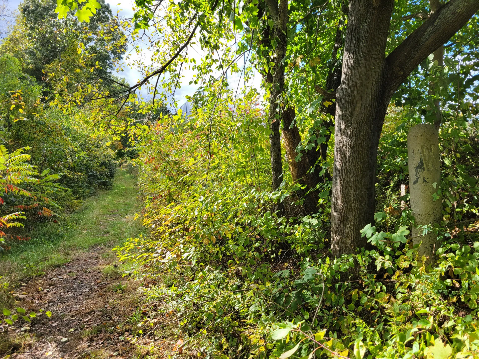Leafy North Brookfield Rail Trail path in East Brookfield, Massachusetts.