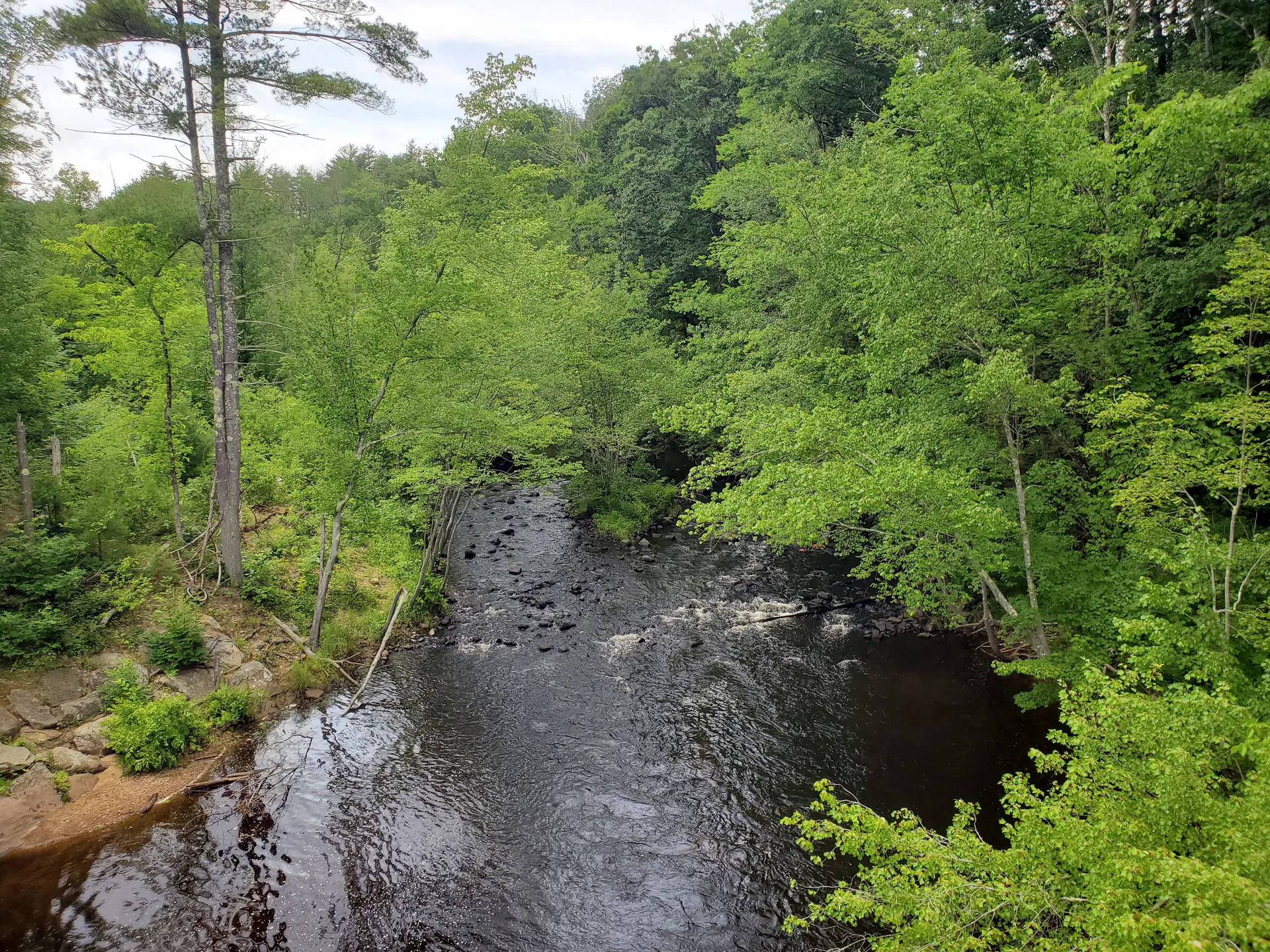 The Quinebaug River runs shallow and dark between dense green trees as it passes through Fiskdale in June.