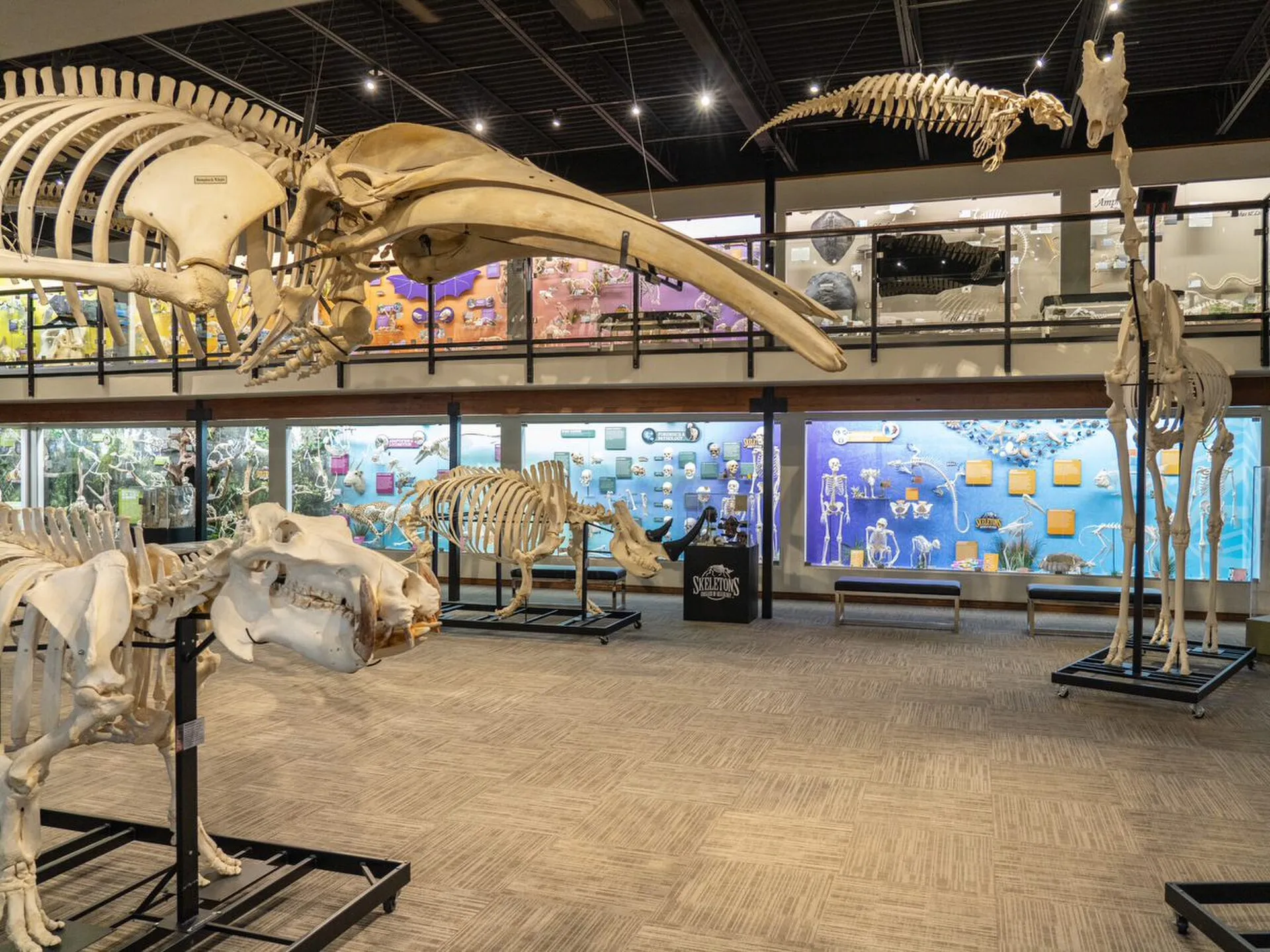 SKELETONS: Museum of Osteology