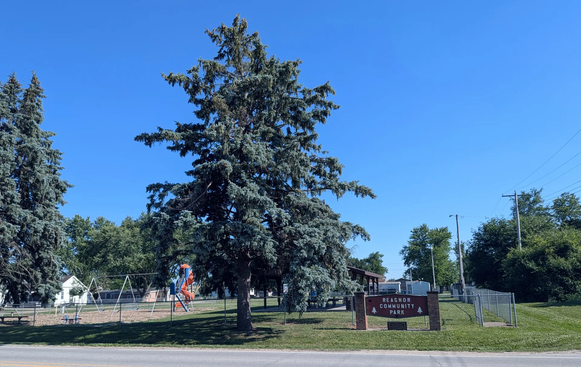 Tall evergreen and lawn at the community park in Reasnor, Iowa.