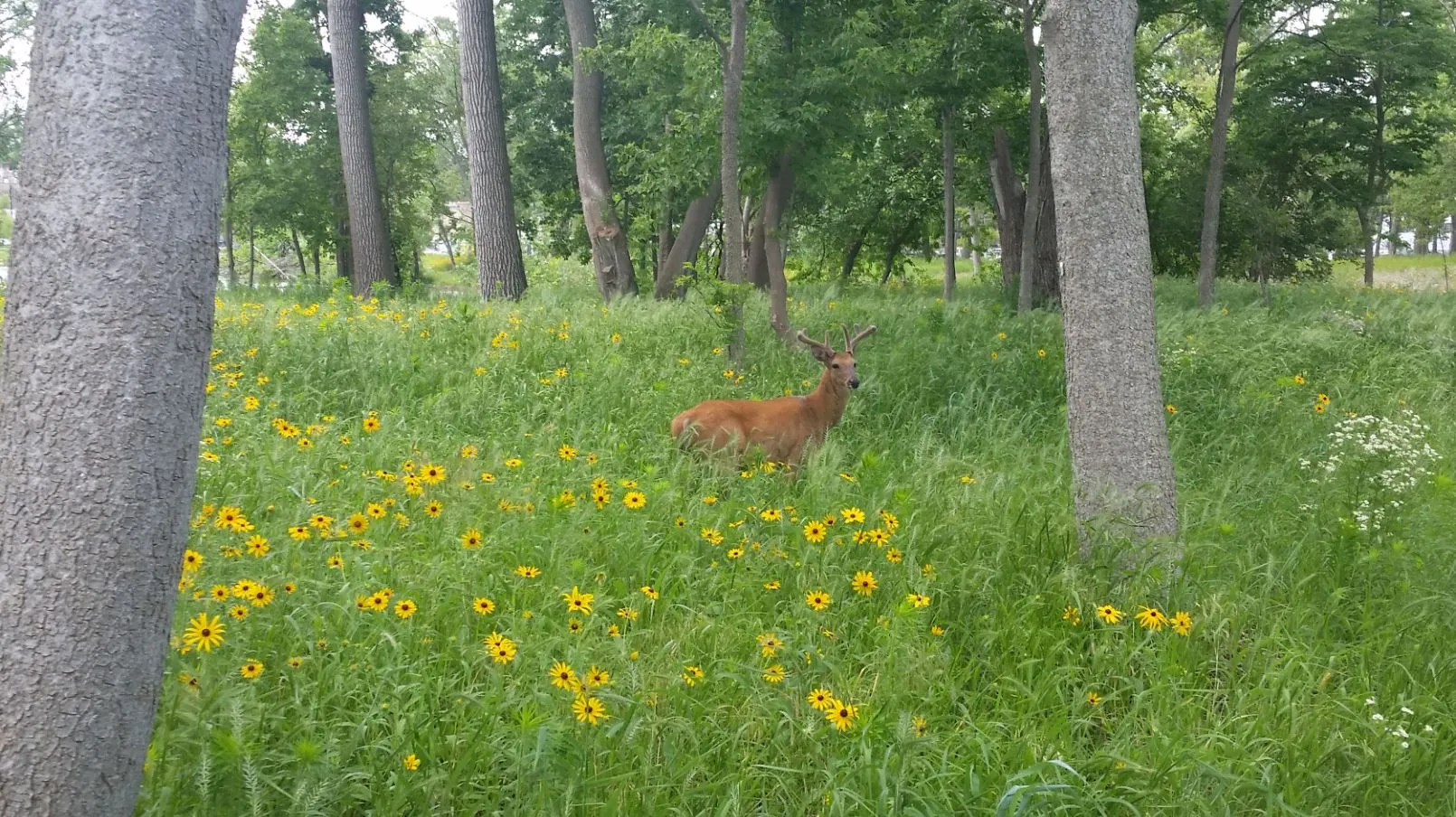 Open woodland with wildflowers in Woodland, Illinois.