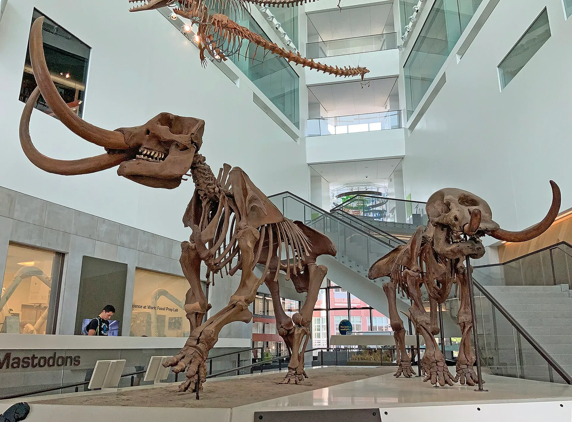 University of Michigan Museum of Natural History