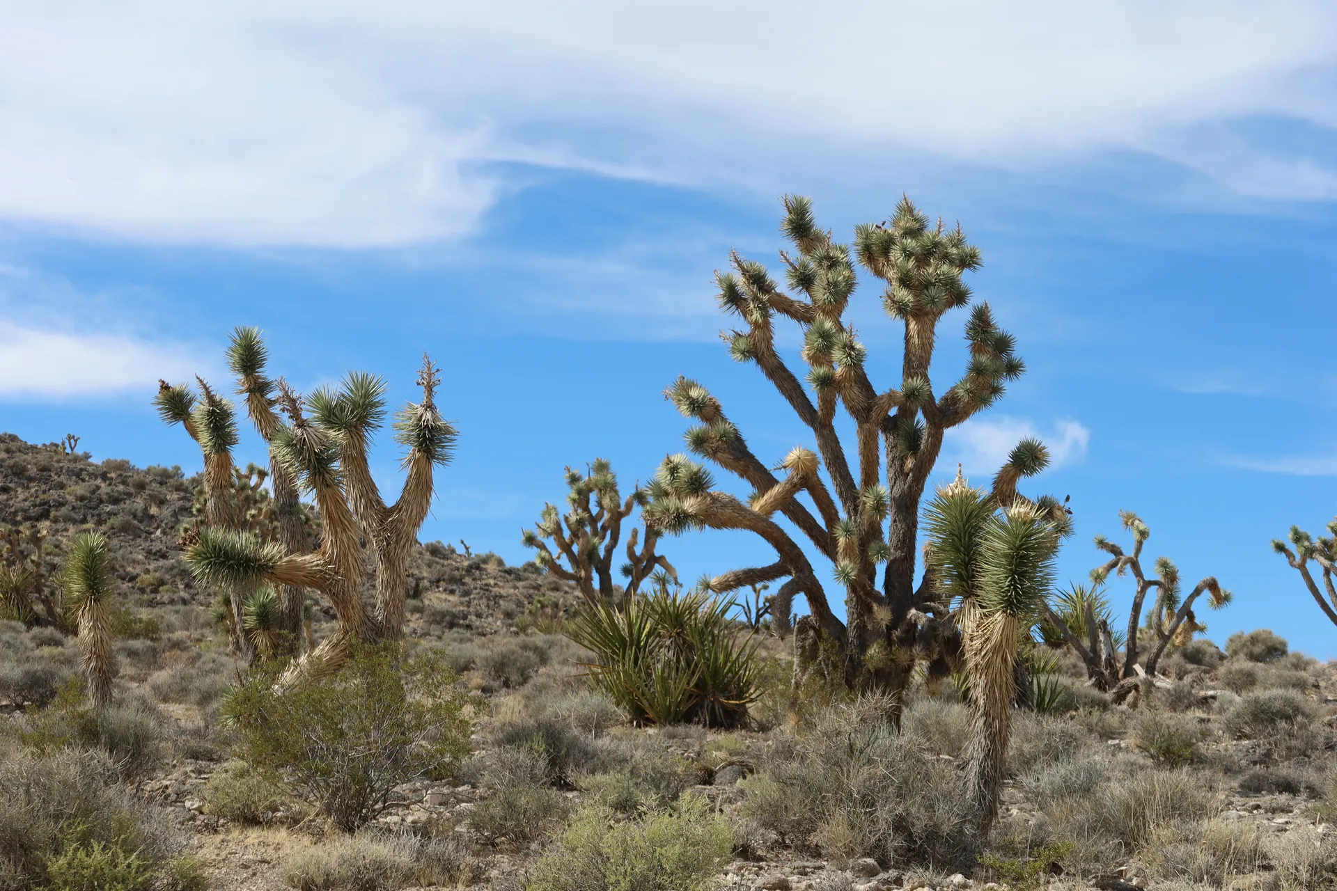Joshua trees and desert scrub in the Mojave Desert near Joshua Tree, California.